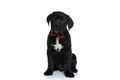 Cute seated cane corso dog wearing a red bowtie