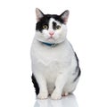 Cute seated cat wearing a blue collar