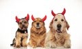 3 cute seated dogs wearing devil horns for halloween