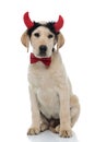 Cute seated labrador retriever wearing devil horns and bow tie