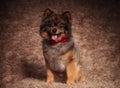 Cute seated pomeranian puppy wearing a red bow tie