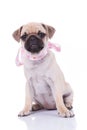 Cute seated pug wearing a scarf with colorful dots