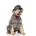 Cute seated schnauzer wearing red bowtie and sunglasses panting