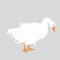 Cute Sebastopol goose. Cartoon vector illustration isolated on grey background. Royalty Free Stock Photo