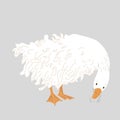 Cute Sebastopol goose. Cartoon vector illustration isolated on grey background Royalty Free Stock Photo