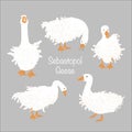 Cute Sebastopol goose set. Cartoon vector collection isolated on grey background. Royalty Free Stock Photo