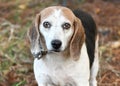 Cute senior female Beagle dog with floppy ears and sad eyes