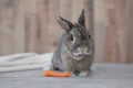 Cute senior 8 years old netherland dwarf rabbit opal color with baby Carrot