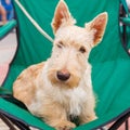 Cute serious Wheaten dog Scottish Terrier breed