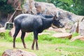 Cute of Serow close up