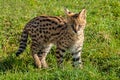 Cute Serval Kitten Standing on Grass Royalty Free Stock Photo