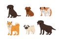 Cute set of dogs puppies. Labrador retriever, poodle puppy, bulldog, akita inu, pug. Vector illustration isolated on white Royalty Free Stock Photo