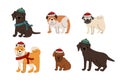 Cute set of dogs in winter knitted red white green blue hats and scarfs. Labrador retriever, poodle puppy, bulldog, akita inu, pug Royalty Free Stock Photo