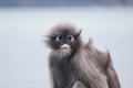 Cute shaggy adult dusky leaf monkey close up