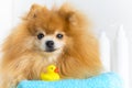 ginger dog pomeranian spitz with yellow rubber bathing duck, towel ready for bathing. grooming pet at salon and home