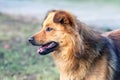 Cute shaggy dog on a blurred background in the garden Royalty Free Stock Photo