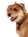 Cute shaggy dog with happy expression. Royalty Free Stock Photo