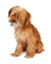 Cute Shaggy Dog Sitting Tilting Head