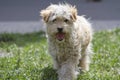 Cute shaggy dog. Royalty Free Stock Photo