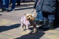 cute shaggy dog in a warm jacket on a leash