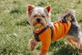 A cute shaggy dog Yorkshire Terrier walking on green lawn Puppy in sweatshirt Royalty Free Stock Photo