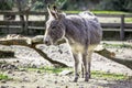 Cute shaggy donkey