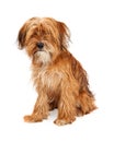 Cute Shaggy Mixed Breed Dog Sitting