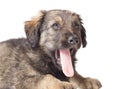 Cute shaggy puppy Royalty Free Stock Photo