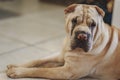 Cute shar pei dog on a ground in the room