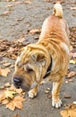 Cute Shar-Pei dog