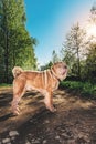 Cute Shar Pei dog standing on rural road Royalty Free Stock Photo