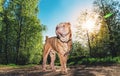 Cute Shar Pei dog standing on rural road Royalty Free Stock Photo