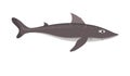 Cute shark on a white background in cartoon childish style. Vector illustration of mud shark (Squalus acanthias