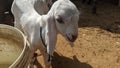 A little sheep baby in indian farm house