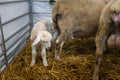 Cute sheep cub with his mother in a farm, agriculture, cattle farming and housing, livestock