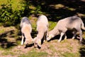 Cute sheep eating grass Royalty Free Stock Photo