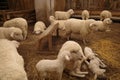 Cute sheep rest in the room