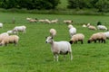 Cute sheep on a farmer\'s field. Sheep on free grazing. Livestock farm, ecological production.