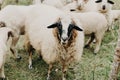 Cute sheep grazing on the mountainside, Montenegro. Selective focus Royalty Free Stock Photo