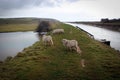 Cute sheep of Seven Sisters national park, England Royalty Free Stock Photo