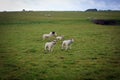 Cute sheep of Seven Sisters national park, England Royalty Free Stock Photo