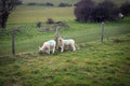 Cute sheep of Seven Sisters national park, England Royalty Free Stock Photo