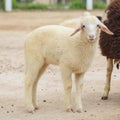 A cute sheep looking directly into the camera. Royalty Free Stock Photo