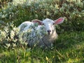 Cute sheep lying down in the grass at Gaustatoppen