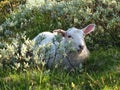 Cute sheep lying down in the grass at Gaustatoppen