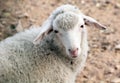 A cute sheep in the mountains area on the outskirts..