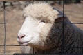 Cute Sheep Portrait