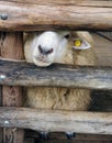 A cute sheep put it face through the gap of the log cage