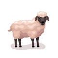 Cute Sheep vector flat illustration isolated on white background. Farm animal happy sheep cartoon character. Colorful Royalty Free Stock Photo