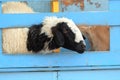 Cute sheep in the wooden fence of corral Royalty Free Stock Photo